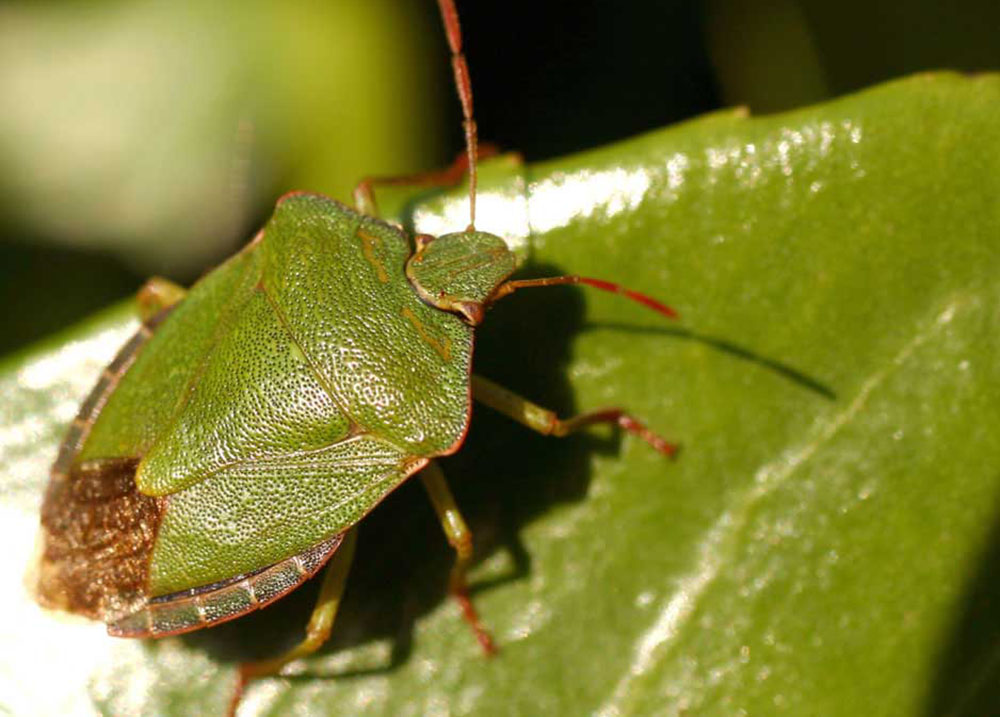 Cimice verde (Palomena prasina)